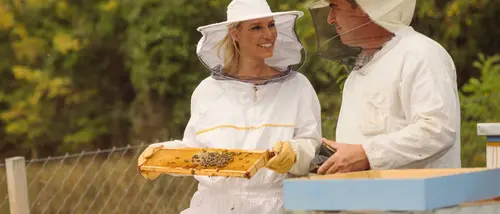 Apiculture 